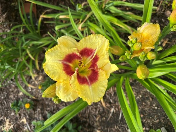 unknown yellow.jpg